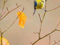 가지와 새/이도은