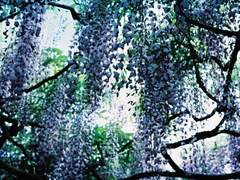 세기말 로맨티카 (2)