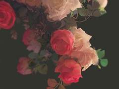 다복팔당多福八堂