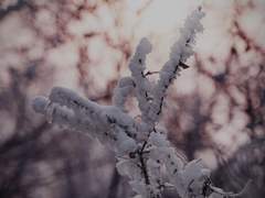 [BL] 영험한 밤의 몸종 (2) : 나으리