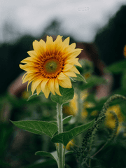 평범 하고 평범한