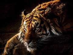 동양판타지 수인