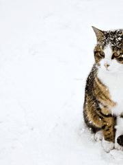 COMMISSION 커미션 공개용