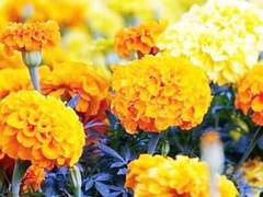 [오랑 라 솔/그리핀도르/머글]