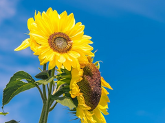 내 안의 히요코 이미지