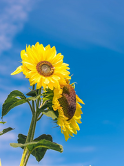 하토풀 보이프렌드