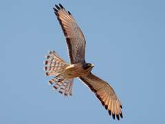 19. 아프리카왕새매(Grasshopper buzzard)