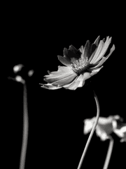 그리움이 배가 되기 전에