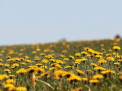 Taraxacum platycarpum