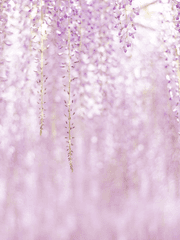 카에데하라 카즈하