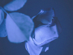 푸른 독초 BLUE VENOM 08