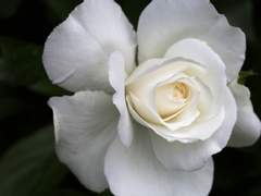 [브라이스뱃+마사조커] 그날, 그때, 흰 장미