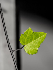 아비디야 꽃집에 어서 오세요