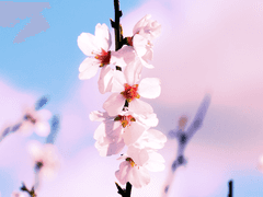 Märchen Lippe Segnitia #17