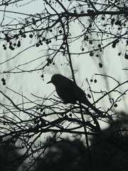 연연불망(戀戀不忘)