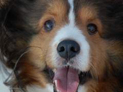 최고의 강아지를 찾아라 中