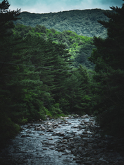 상서로운짐승쉬키들