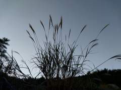 가나다라 노래/클라라장