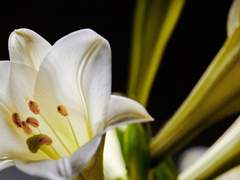 개는 개를 물지 않는다