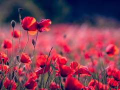 The important thing was to love rather than to be loved.