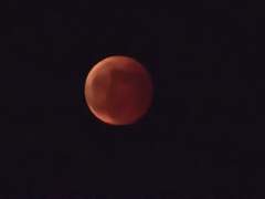 꽃은 웃어도 소리가 없고 새는 울어도 눈물이 없다