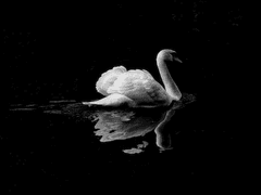 [미스터리 수사반 : 몽환의 밤] #0