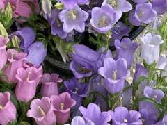 다복팔당多福八堂