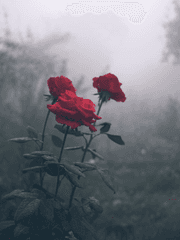 붉은꽃잎 도련님