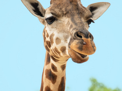 운수좋은 날 만화