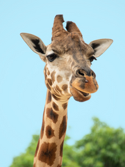 카빙성 연성 모음