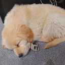 댕댕이는 세계를 지배할 것