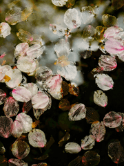 赤い色舞うごろ