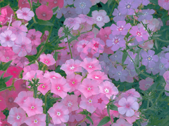 다복팔당多福八堂