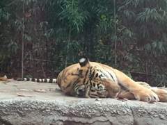 호랑이의 고양이로 살아남기