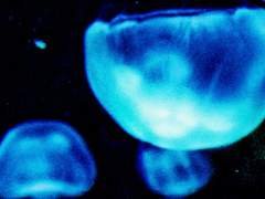 4. 죽지도 못하고 잘들 사는군!