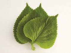 [송하영/정재곤/최현수/김해일/민태주] 때늦은 깻잎 논쟁