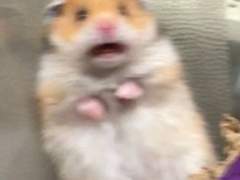 원신 센티넬버스 AU 00