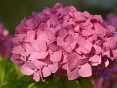 이치 | 30 | 뱀파이어 | 여성