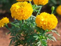 신과성자의 이야기