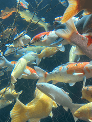 일러스트(타투 도안)