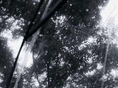 어린왕자는 다시 올까요