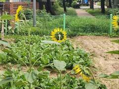 [맠동] 해의 부재