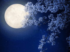 유월 화 / 외관 25 / XY