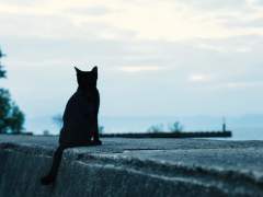 나와 고양이와 서태웅