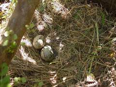 남의 알을 품어