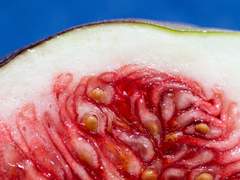 무화과나무 아래에서