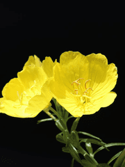 베네치아 샬럿 2