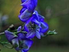 [BL]역경속에 피어난 꽃中(15)