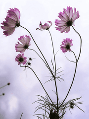 [호열백호] 형편 없는 사랑을