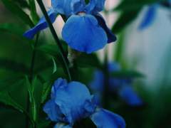 [어바등/해량무현] 향의 안부 1